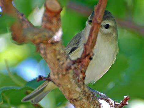 Warbling Vireo (Vireo gilvus)