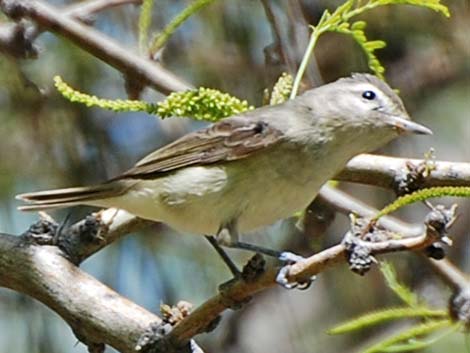 Warbling Vireo (Vireo gilvus)