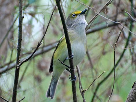 White-eyed Vireo (Vireo griseus)