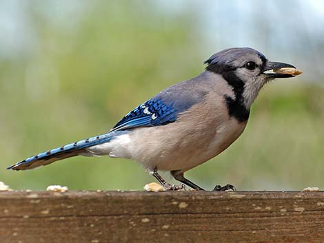 Blue Jay (Cyanocitta cristata)