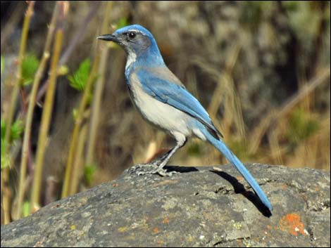 Western Scrub-Jay (Aphelocoma californica)