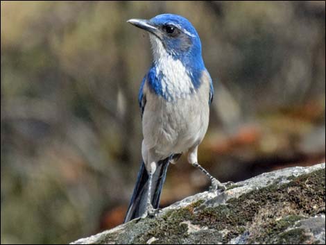 Western Scrub-Jay (Aphelocoma californica)