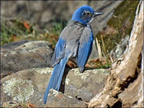 Western Scrub-Jay (Aphelocoma californica)