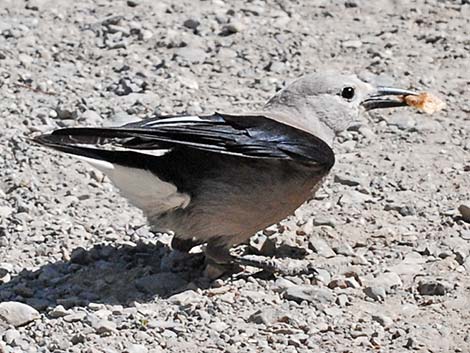 Clark's Nutcracker (Nucifraga columbiana)