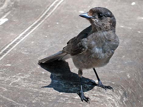 Canada Jay (Perisoreus canadensis)