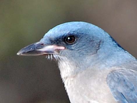 Mexican Jay (Aphelocoma ultramarina)