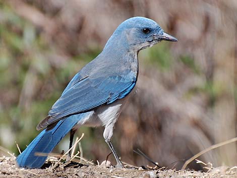 Mexican Jay (Aphelocoma ultramarina)