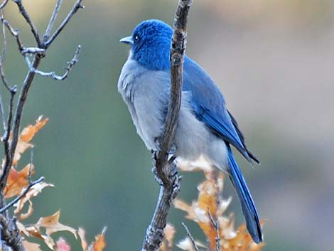 Mexican Jay (Aphelocoma ultramarina)