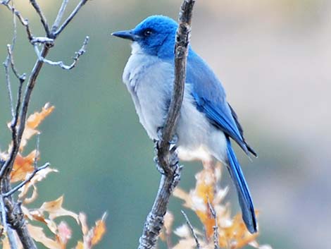 Mexican Jay (Aphelocoma ultramarina)