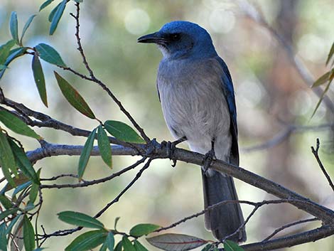 Mexican Jay (Aphelocoma ultramarina)