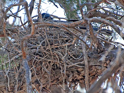 Mexican Jay (Aphelocoma ultramarina)