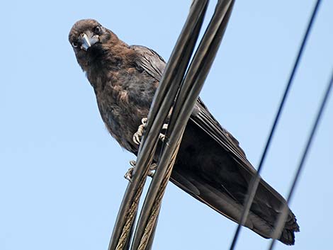 Northwestern Crow (Corvus caurinus)