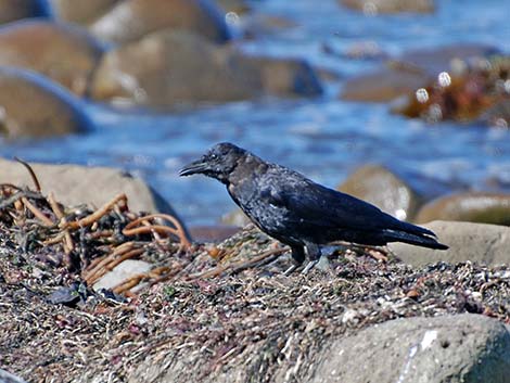 Northwestern Crow (Corvus caurinus)