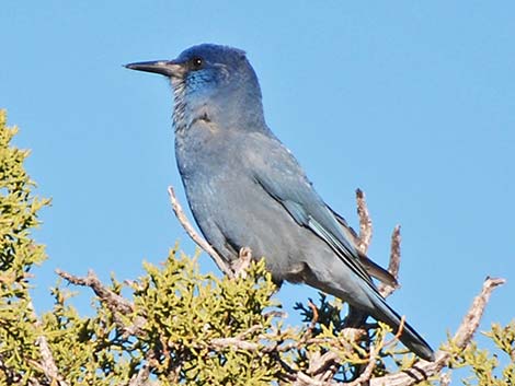 Pinyon Jays (Gymnorhinus cyanocephalus)