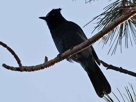 Steller's Jay (Cyanocitta stelleri)