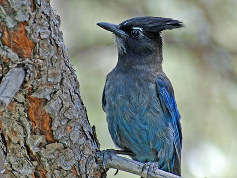 Steller's Jay (Cyanocitta stelleri)