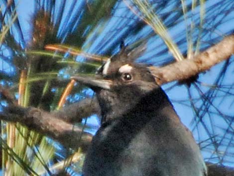 Steller's Jay (Cyanocitta stelleri)