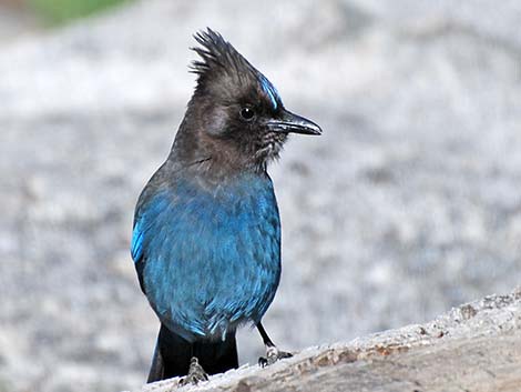 Steller's Jay (Cyanocitta stelleri)