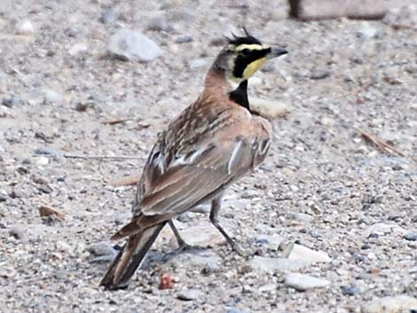 Horned Lark (Eremophila alpestris)