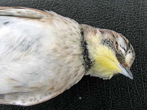 Horned Lark (Eremophila alpestris)