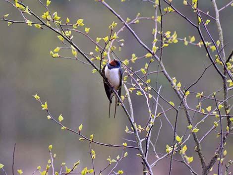 Barn Swallow (Hirundo rustica)