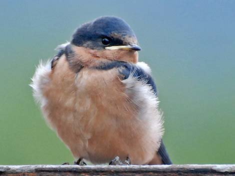 Barn Swallow (Hirundo rustica)