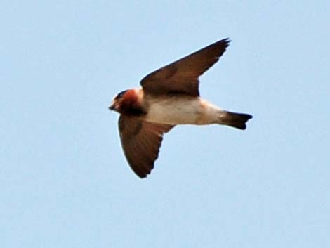 Cliff Swallow (Petrochelidon pyrrhonota)