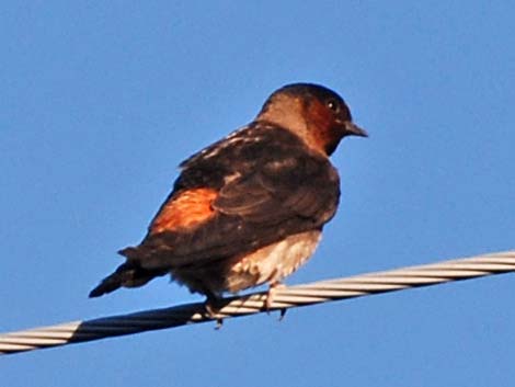 Cliff Swallow (Petrochelidon pyrrhonota)