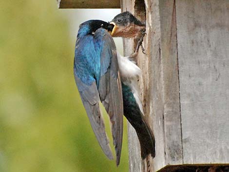 Tree Swallow (Tachycineta bicolor)