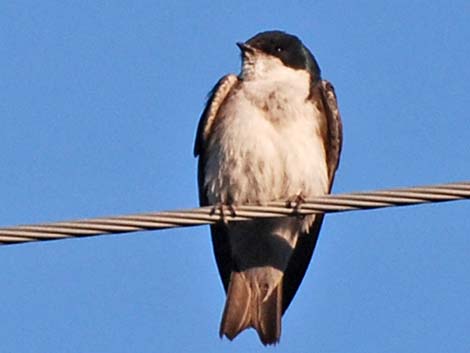 Tree Swallow (Tachycineta bicolor)