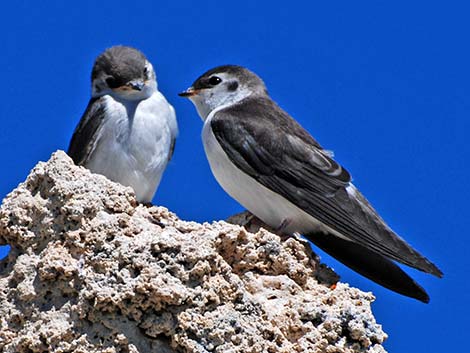 Violet-green Swallow (Tachycineta thalassina) juvenile