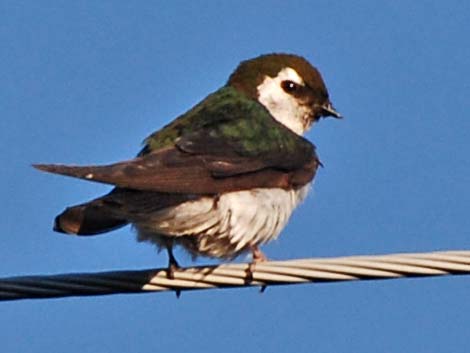 Violet-green Swallow (Tachycineta thalassina)