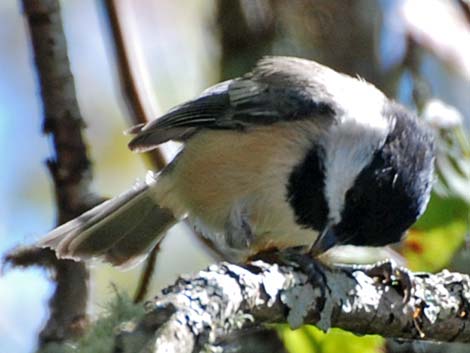 Black-capped Chickadee (Poecile atricapillus)