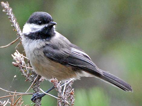 Black-capped Chickadee (Poecile atricapillus)