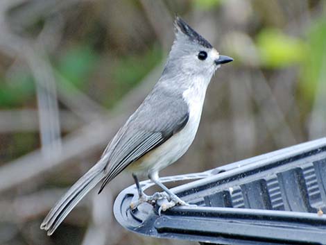 Black-crested Titmouse (Baeolophus atricristatus)