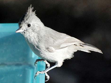 Juniper Titmouse (Baeolophus ridgwayi)