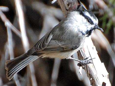 Mountain Chickadee (Poecile gambeli)