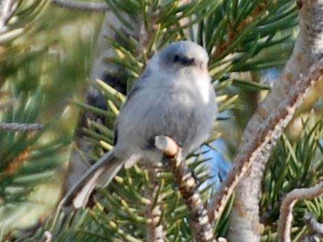 Bushtit (Psaltriparus minimus)