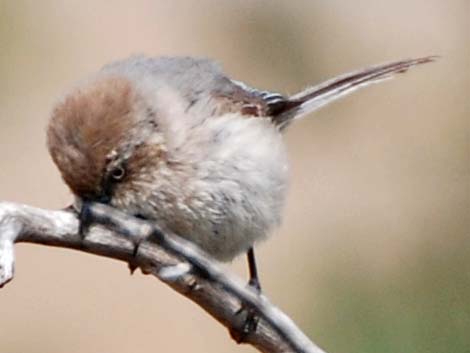 Bushtit (Psaltriparus minimus)