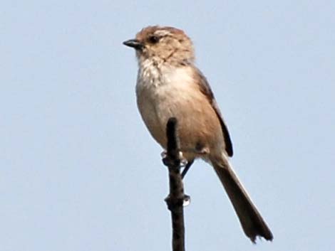 Bushtit (Psaltriparus minimus)