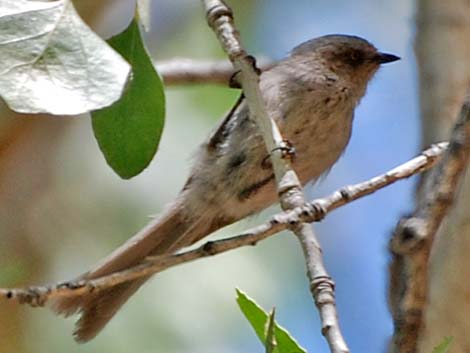 Bushtit (Psaltriparus minimus)