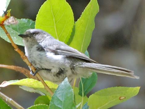 Bushtit (Psaltriparus minimus)