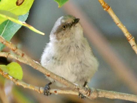 Bushtit (Psaltriparus minimus)