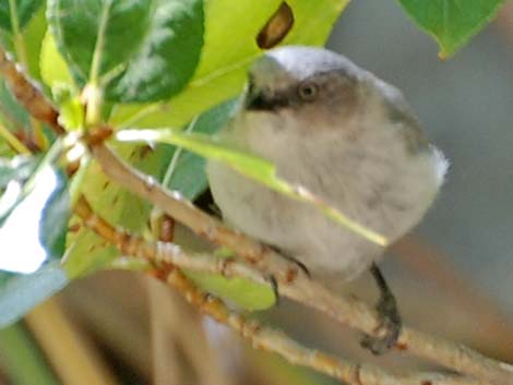 Bushtit (Psaltriparus minimus)