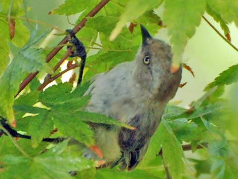 Bushtit (Psaltriparus minimus)