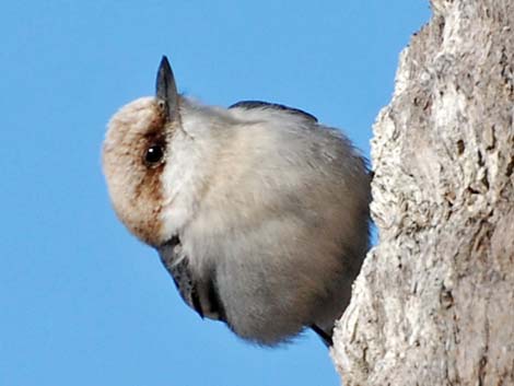 Brown-headed Nuthatch (Sitta pusilla)