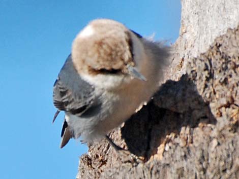 Brown-headed Nuthatch (Sitta pusilla)