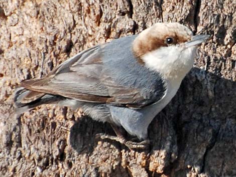 Brown-headed Nuthatch (Sitta pusilla)