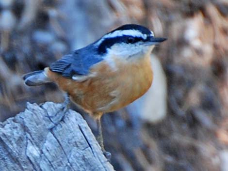 Red-breasted Nuthatch (Sitta canadensis)