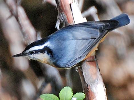 Red-breasted Nuthatch (Sitta canadensis)